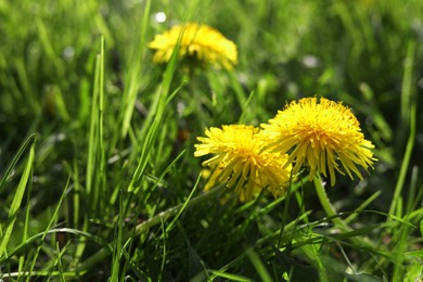 Photo of Beautiful bright yellow dandelions in green grass on sunny day, closeup