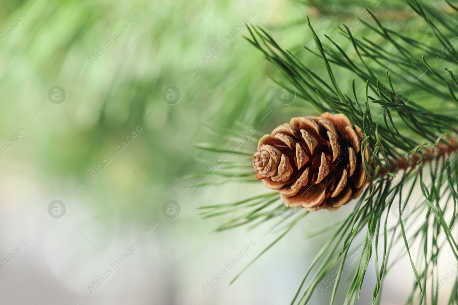 Photo of Pine branch with cone on blurred background, closeup. Space for text