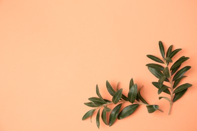 Photo of Olive twigs with fresh green leaves on pale orange background, flat lay. Space for text