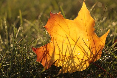 Photo of Beautiful fallen leaf among green grass outdoors on sunny autumn day, closeup