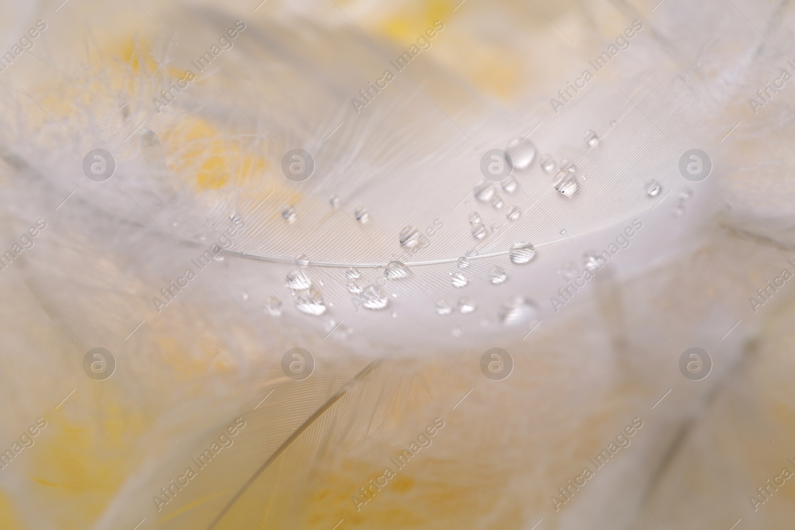 Photo of Fluffy white feathers with water drops as background, closeup