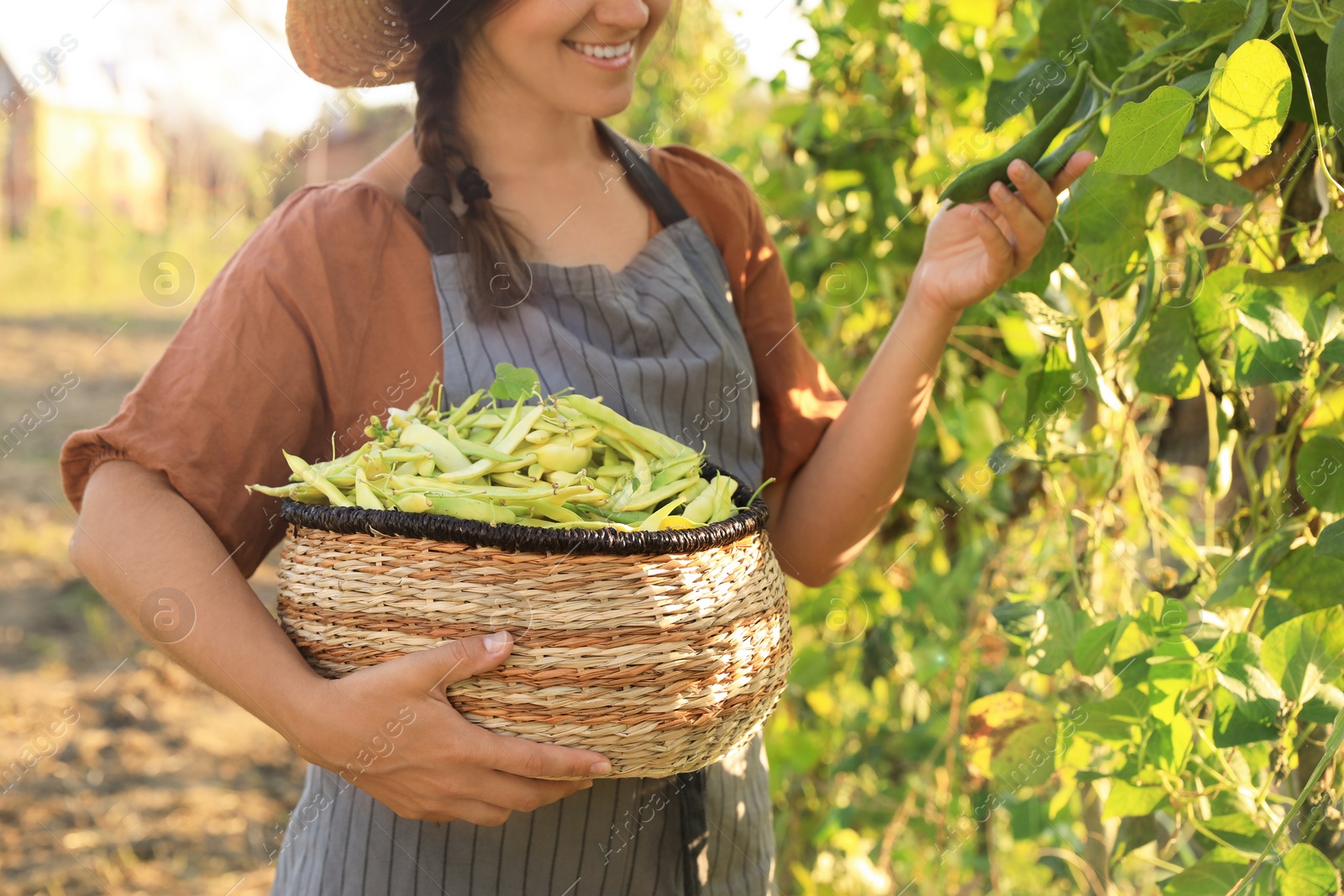 Photo of Young woman harvesting fresh green beans in garden, closeup