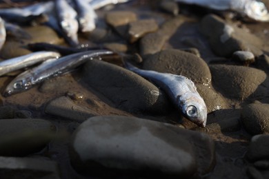 Dead fishes on stones near river, closeup. Environmental pollution concept