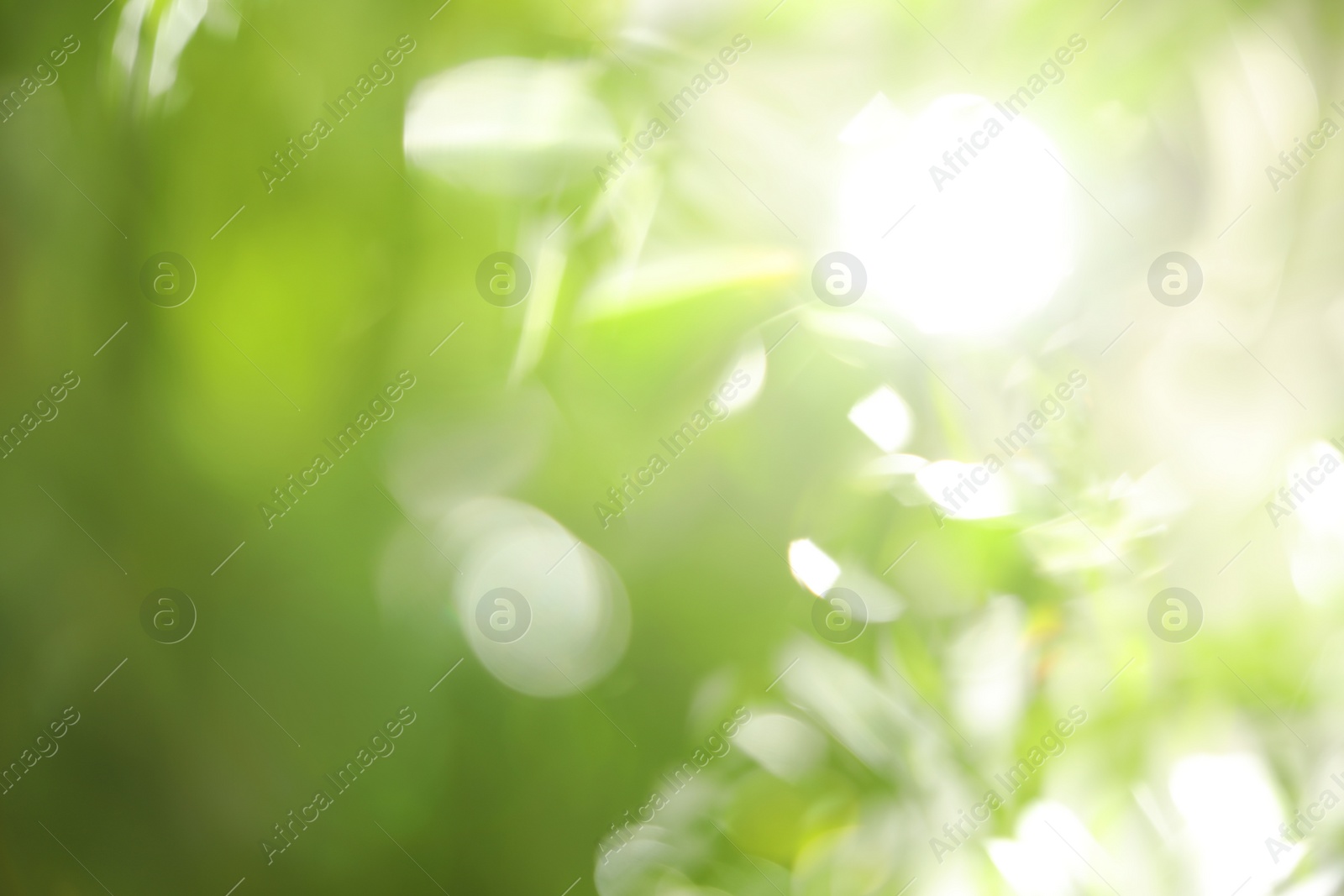 Photo of Abstract nature green background with sun rays, bokeh effect