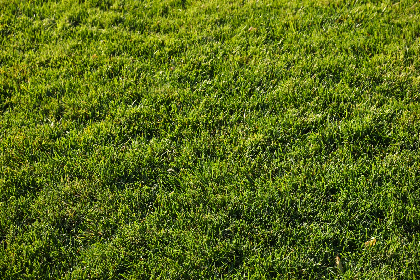 Photo of Lush green grass growing on lawn outdoors