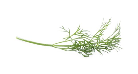 Sprig of fresh dill isolated on white