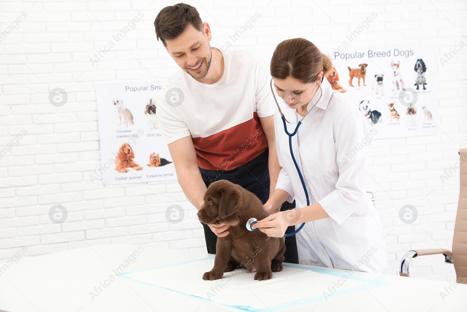 Photo of Man with his pet visiting veterinarian in clinic. Doc examining Labrador puppy