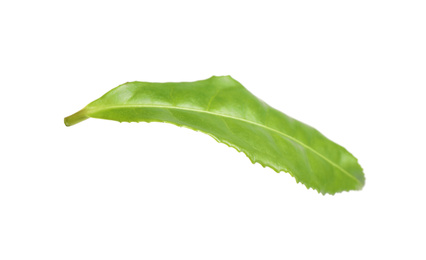 Green leaf of tea plant isolated on white