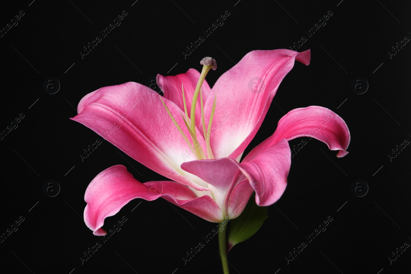 Photo of Beautiful pink lily flower on black background, closeup