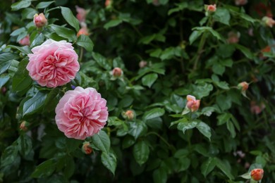 Blooming rose plant with beautiful flowers in garden