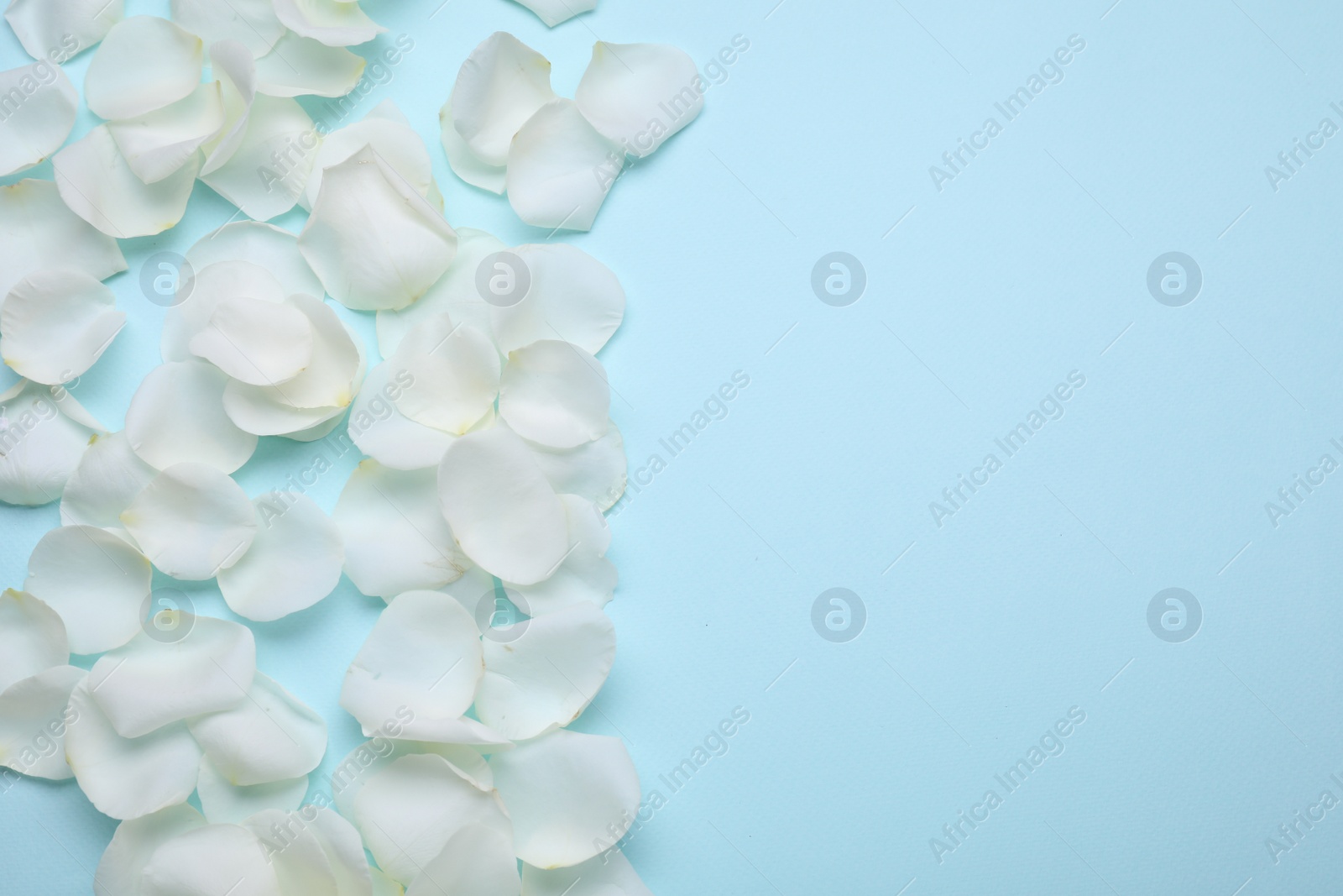 Photo of Beautiful white rose flower petals on light blue background, flat lay. Space for text