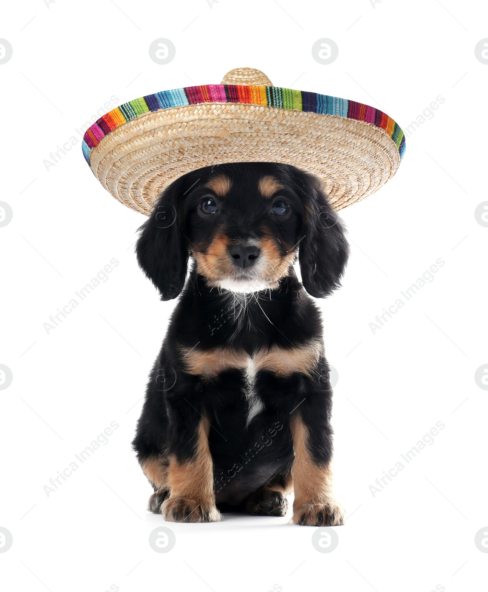 Image of Cute little puppy with sombrero on white background