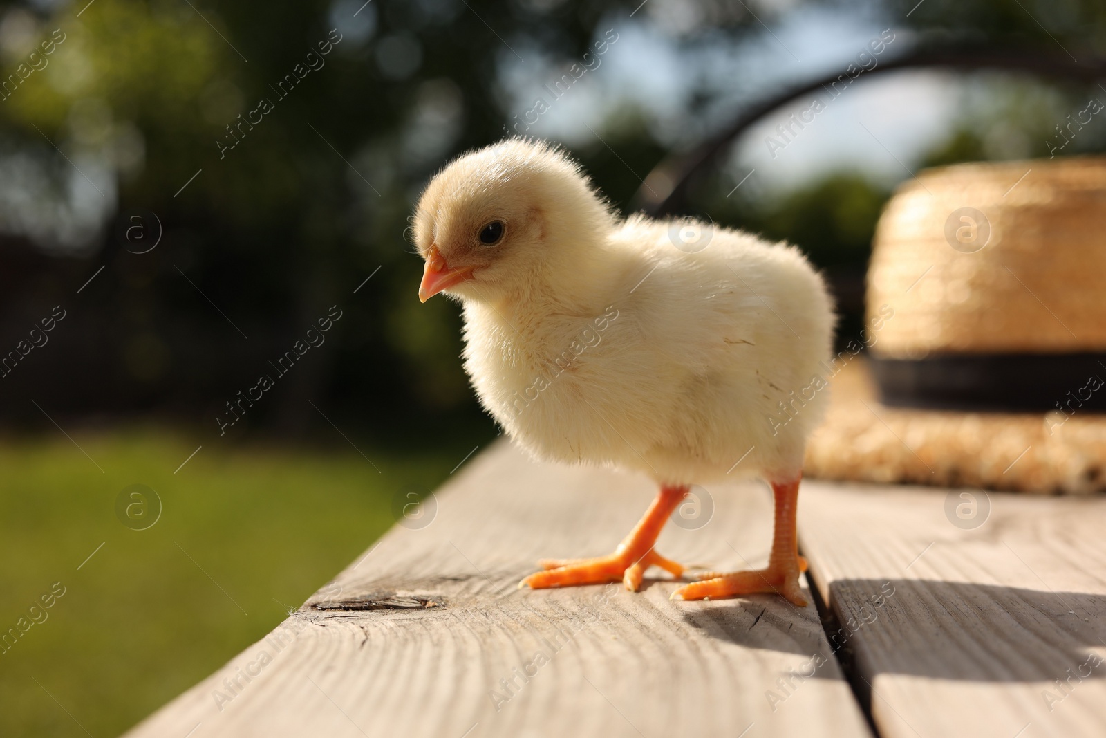 Photo of Cute chick on wooden surface on sunny day, closeup. Baby animal