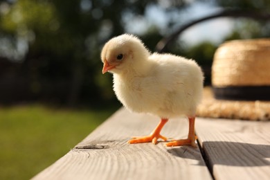 Cute chick on wooden surface on sunny day, closeup. Baby animal