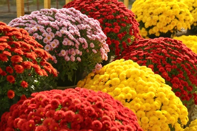 Photo of View of fresh beautiful colorful chrysanthemum flowers