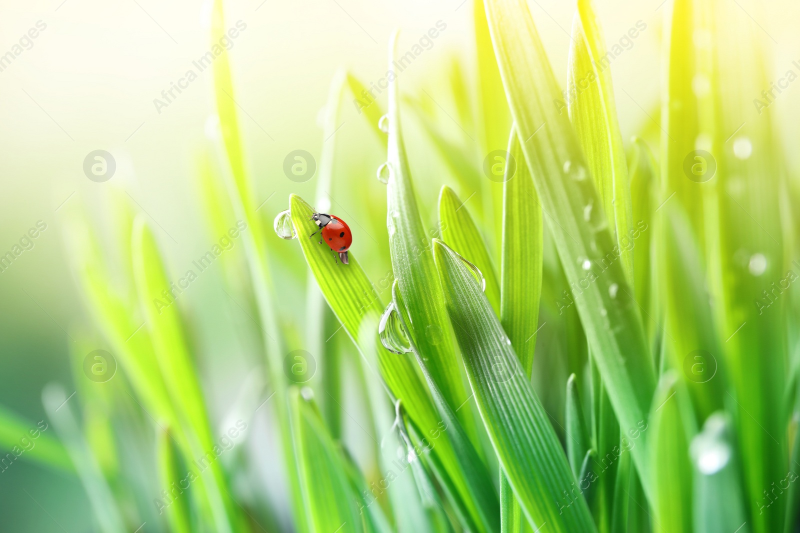 Image of Green grass with dew and tiny ladybug on blurred background, closeup