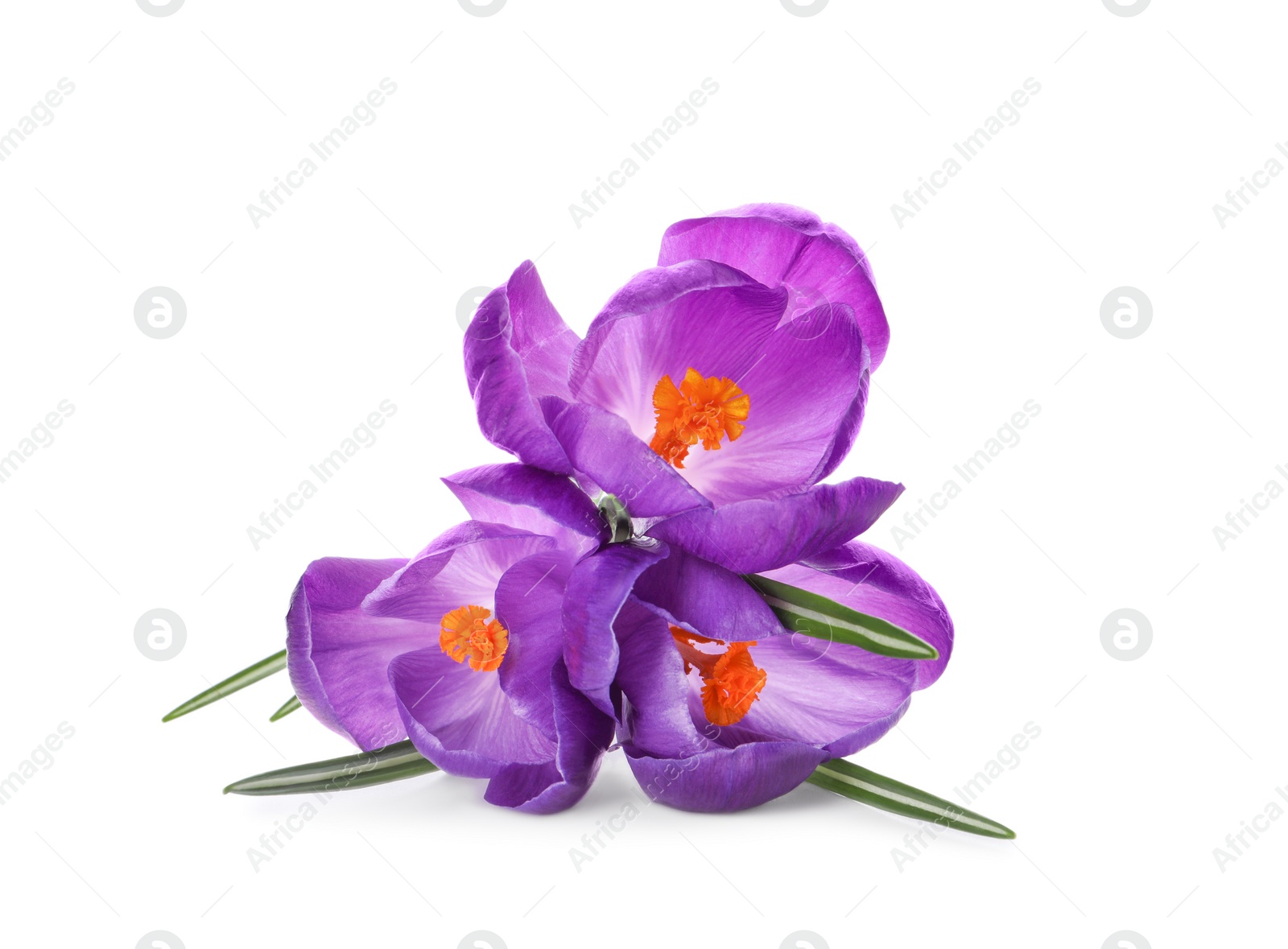 Photo of Beautiful purple crocus flowers on white background