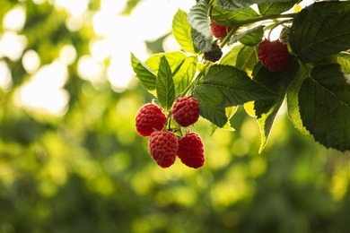 Photo of Raspberry bush with tasty ripe berries in garden, closeup