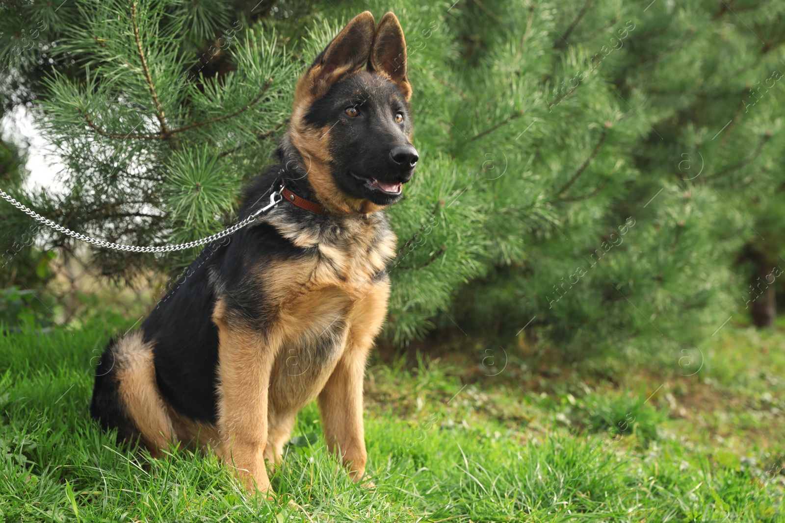 Photo of Cute German shepherd puppy on green grass outdoors, space for text