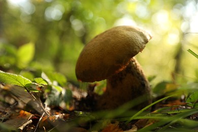 Photo of Fresh wild mushroom growing in forest, closeup. Space for text