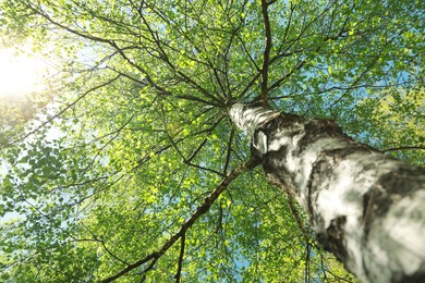 Photo of Beautiful tree with green leaves outdoors on sunny day, low angle view