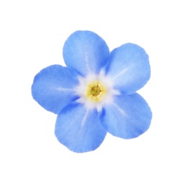 Photo of Amazing spring forget-me-not flower on white background