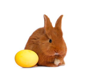 Adorable fluffy Easter bunny and dyed egg on white background