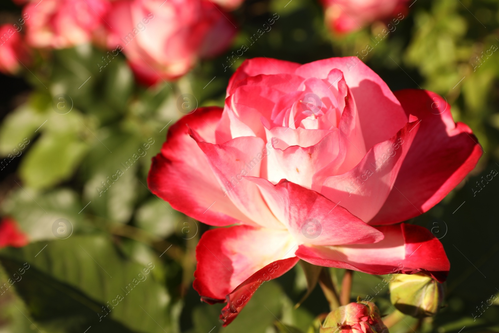 Photo of Beautiful rose blooming on sunny day outdoors, closeup. Space for text