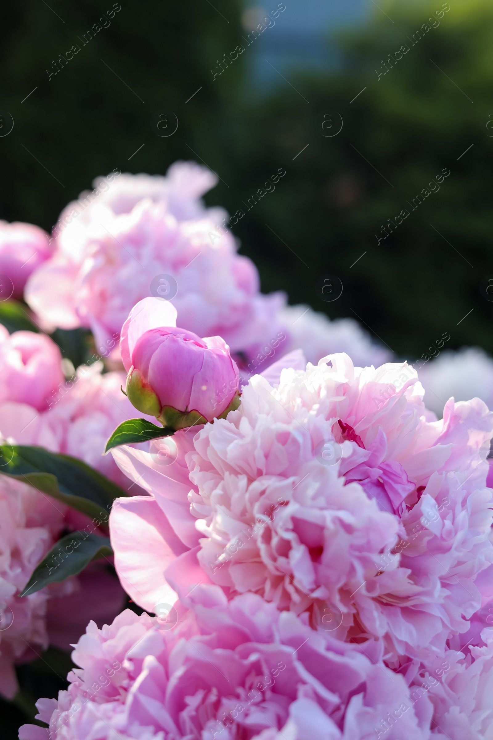 Photo of Beautiful pink peony flowers outdoors, closeup view