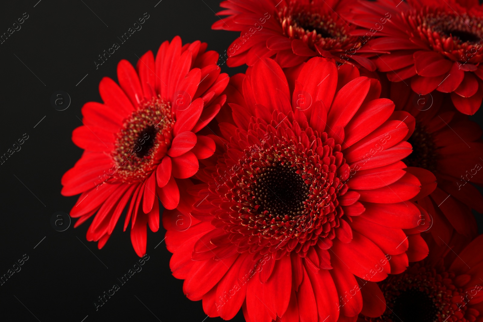 Photo of Bouquet of beautiful red gerbera flowers on black background, closeup