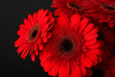 Bouquet of beautiful red gerbera flowers on black background, closeup