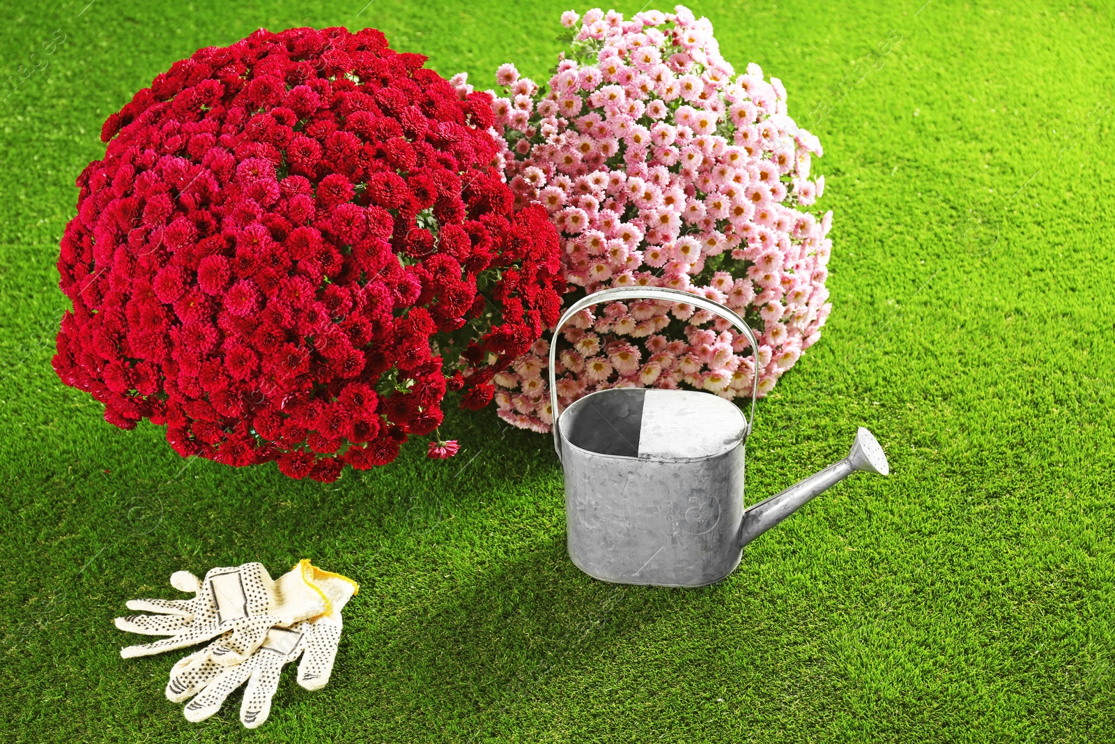 Photo of Beautiful chrysanthemum flowers with watering can and gloves on artificial lawn