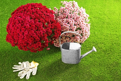 Beautiful chrysanthemum flowers with watering can and gloves on artificial lawn