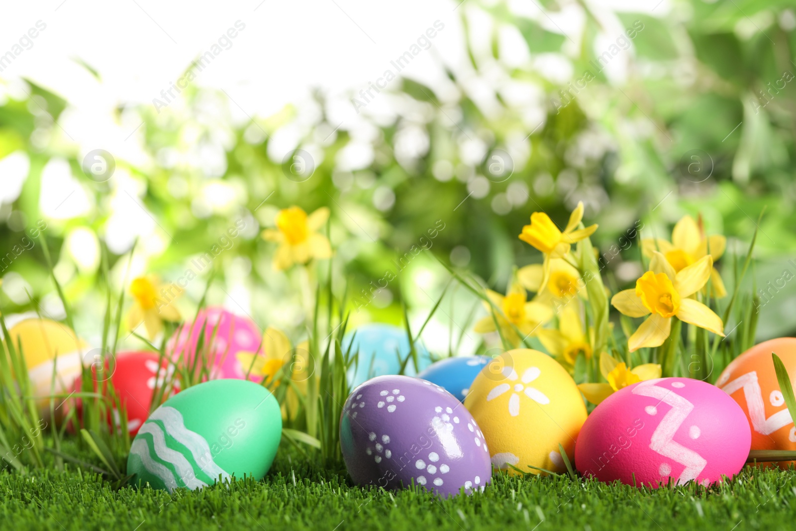 Photo of Colorful Easter eggs and daffodil flowers in green grass