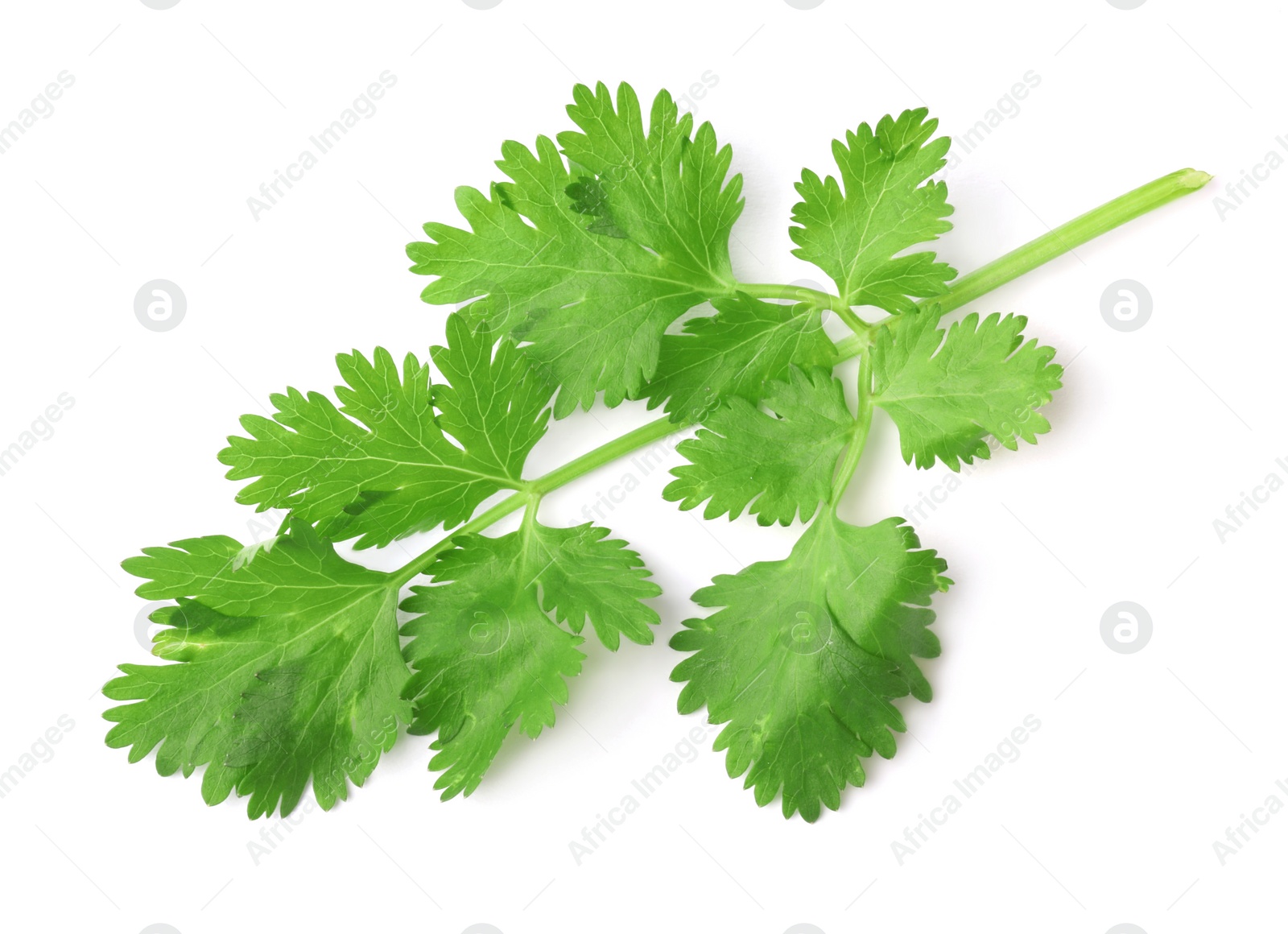 Photo of Aromatic fresh green cilantro isolated on white