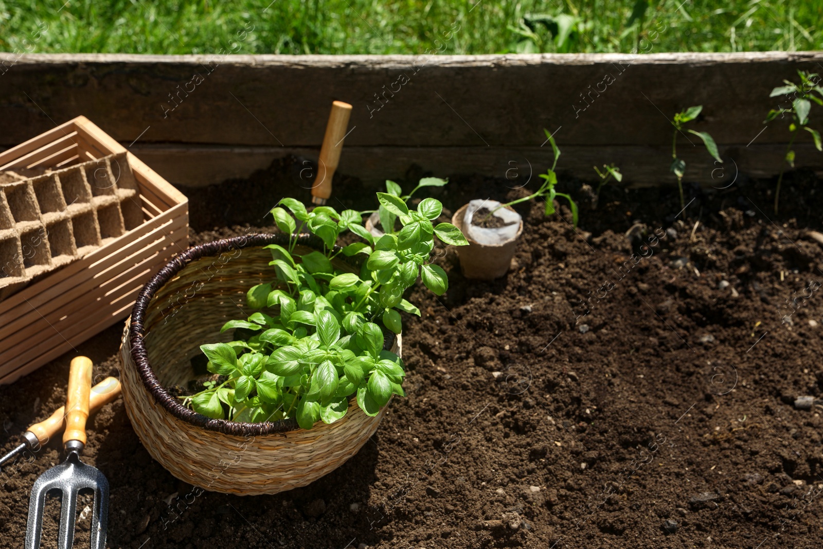 Photo of Beautiful seedlings in wicker basket prepared for transplanting on ground outdoors