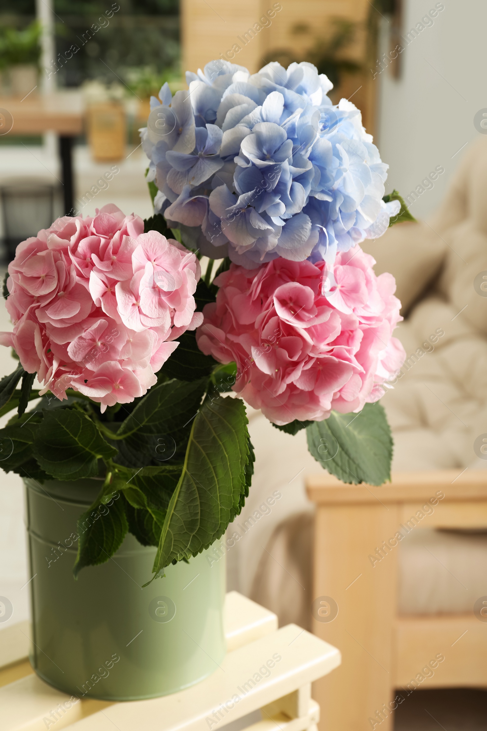 Photo of Beautiful hortensia flowers in can on stand indoors