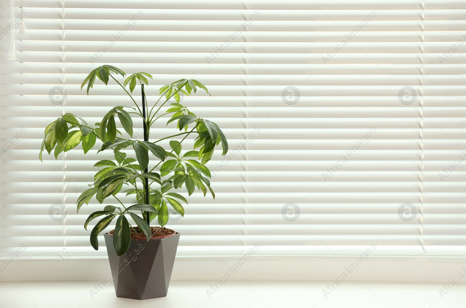 Photo of Beautiful potted plant on sill near window blinds, space for text