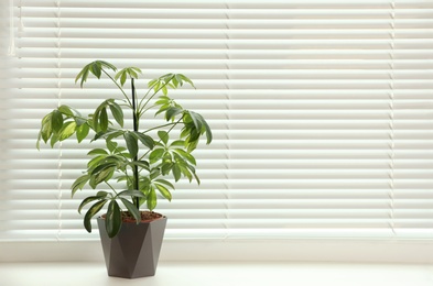 Photo of Beautiful potted plant on sill near window blinds, space for text