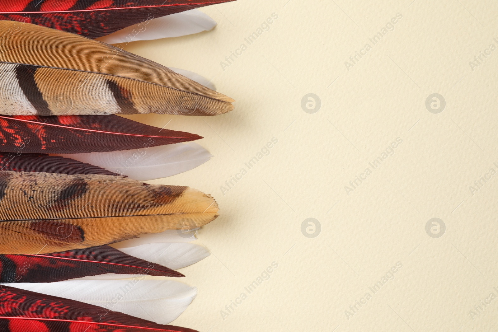 Photo of Many beautiful bird feathers on beige background, flat lay. Space for text