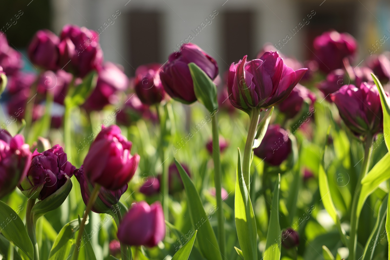 Photo of Beautiful colorful tulips growing in flower bed, selective focus