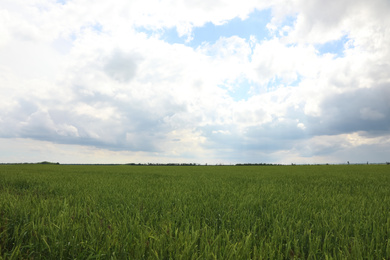 Photo of Agricultural field with ripening cereal crop on cloudy day