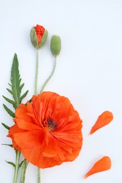 Photo of Beautiful bright red poppy flowers on white background, flat lay