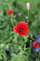 Beautiful red poppy flower growing in field