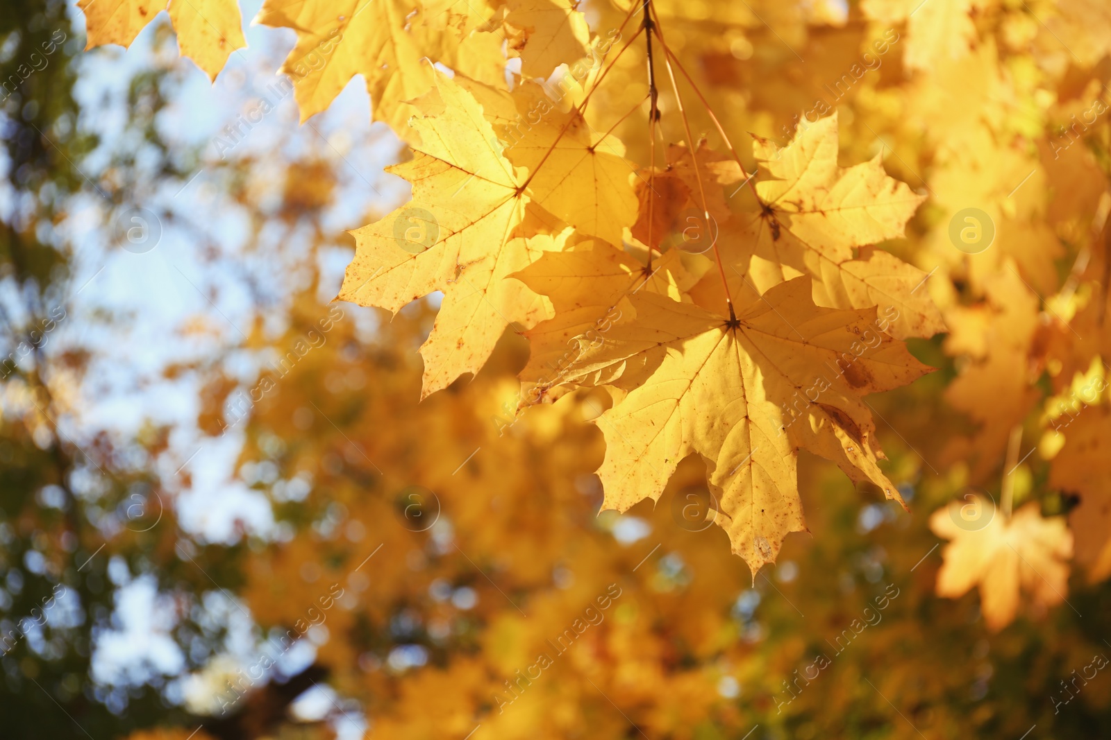 Photo of View of tree branches with autumn leaves in park