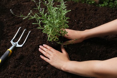 Photo of Woman transplanting beautiful lavender flower into soil, closeup