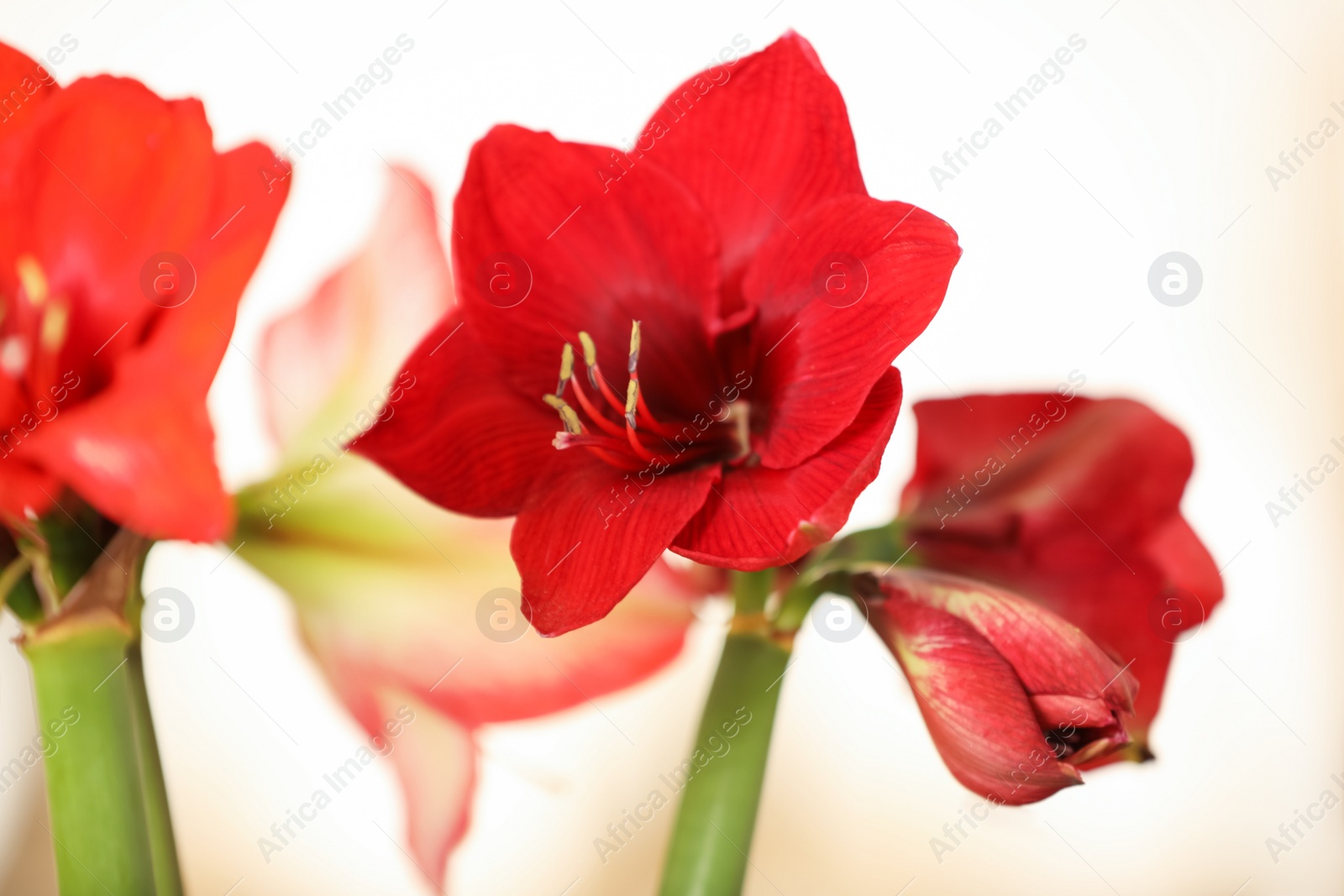 Photo of Beautiful red amaryllis flowers on blurred background, closeup