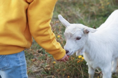 Photo of Farm animal. Little child feeding goatling on pasture, closeup