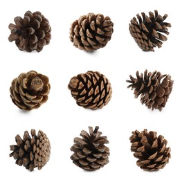 Image of Set with beautiful pine cones on white background