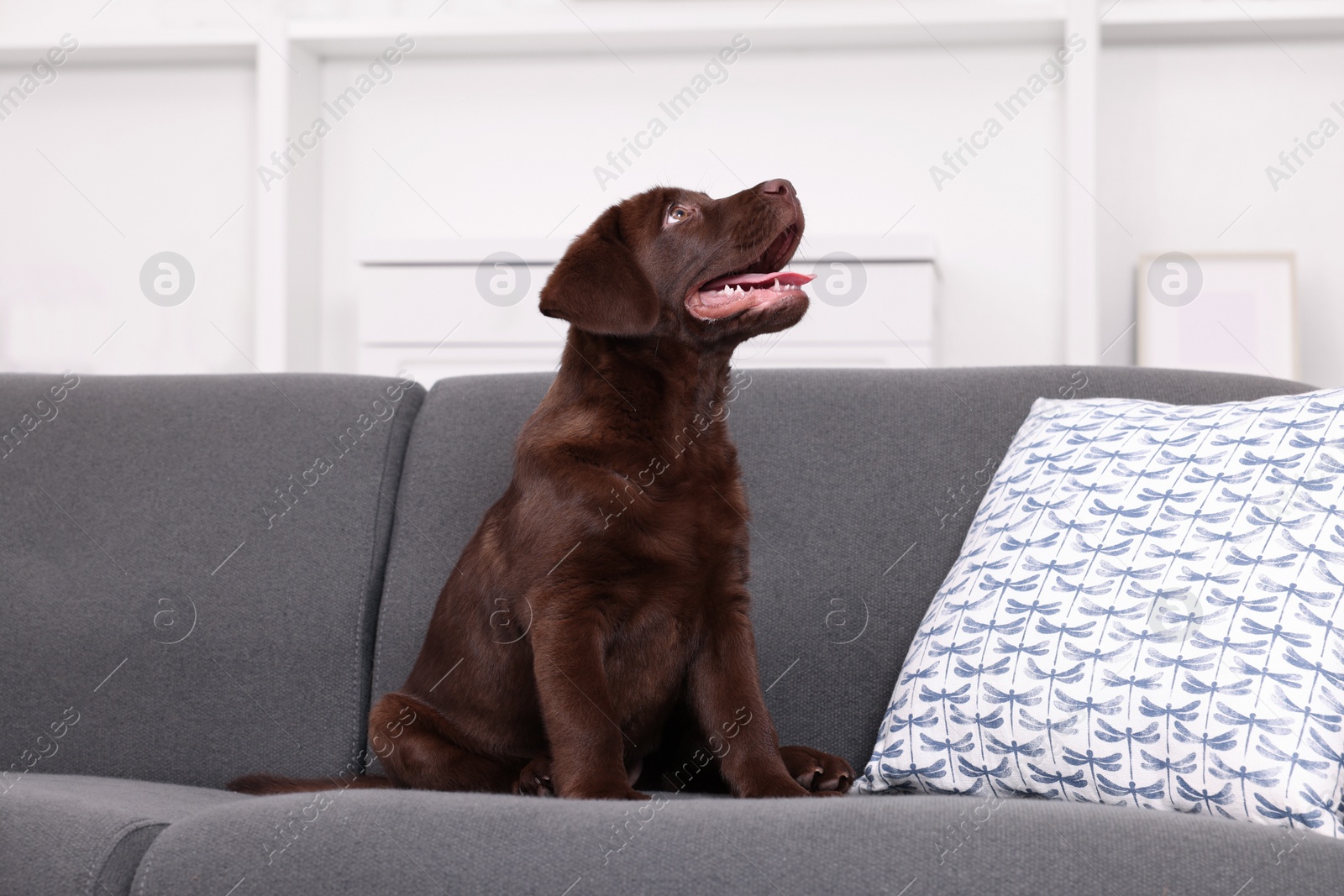 Photo of Cute chocolate Labrador Retriever puppy on sofa at home. Lovely pet